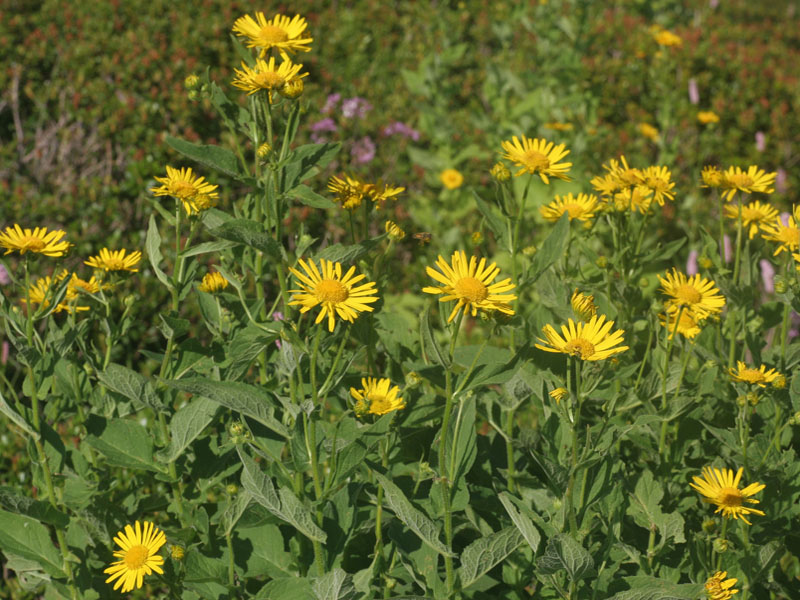 Doronicum austriacum / Doronico austriaco